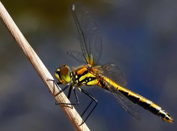 Incluso Para Estas Fotos Objetivo Raynox Hace Muy Bueno — Foto de Stock