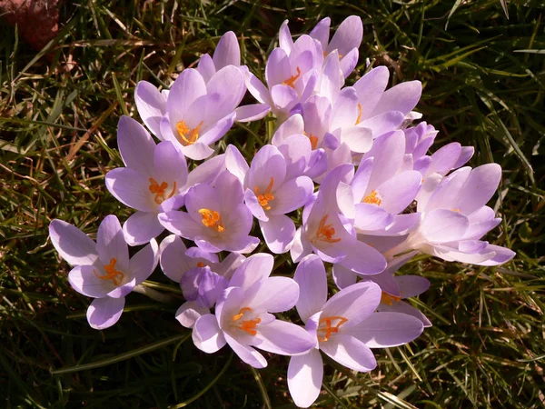 Крокусы Лепестки Весенних Цветов — стоковое фото