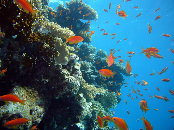 サンゴ礁は地球上で最も人口密度の高い生息地の一つです 彼らは小さな魚のための避難所や食料を提供し — ストック写真