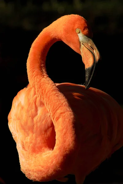 Flamingo Fundo Pássaro Natural — Fotografia de Stock