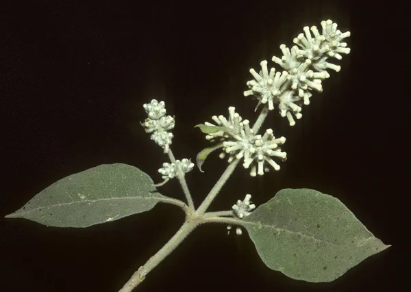 Piękne Botaniczne Ujęcie Naturalna Tapeta — Zdjęcie stockowe