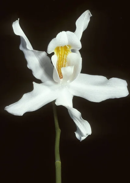 Krásné Orchidej Květiny Okvětní Lístky Flóra — Stock fotografie