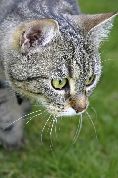 Portrait Cute Cat — Stock Photo, Image