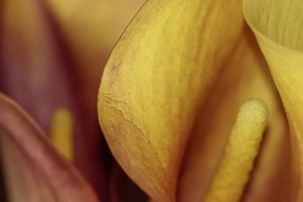 Schöne Botanische Aufnahme Natürliche Tapete — Stockfoto