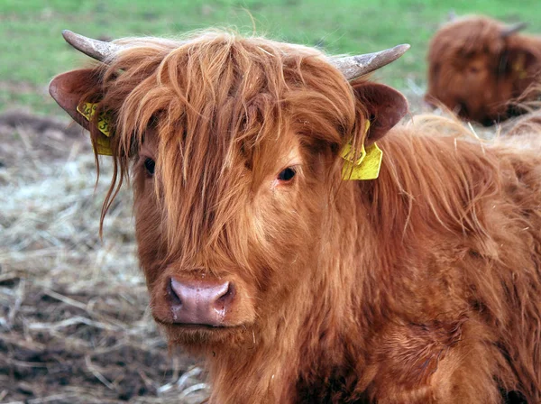 Scottish Highland Cattle Animals Wildlife — 스톡 사진