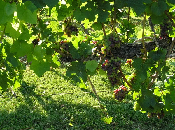 Paisagem Videiras Cultivo Videira Vinho — Fotografia de Stock