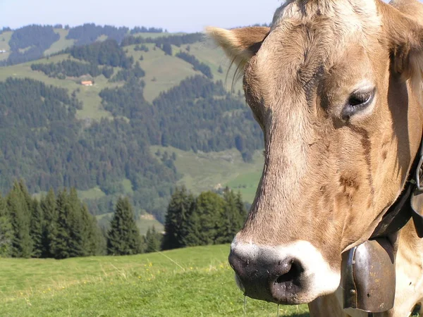 Krávy Přírodní Krajině Selektivní Zaměření — Stock fotografie