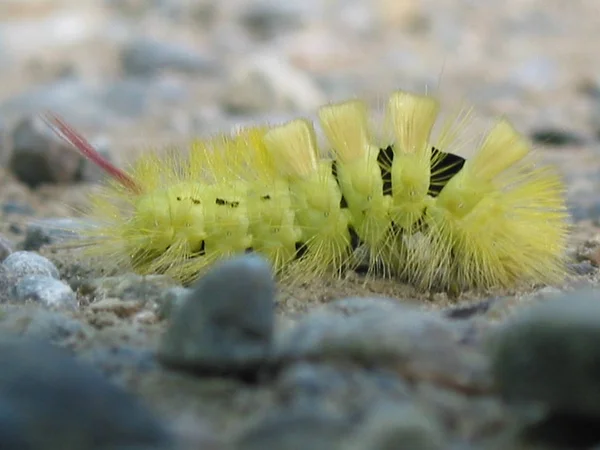 Raupeninsekt Kleiner Wurm — Stockfoto