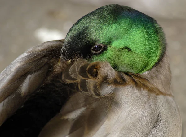 Chaff Chilling — Stock Photo, Image