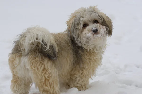 Şirin Bir Köpeğin Portresi — Stok fotoğraf