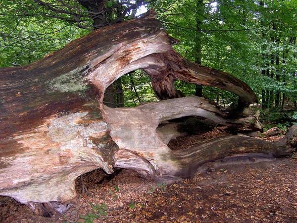 Reinhardswald Perto Kassel Ainda Uma Selva Real — Fotografia de Stock