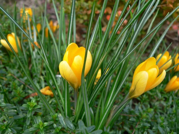 First Spring Flowers Crocus — Stock Photo, Image