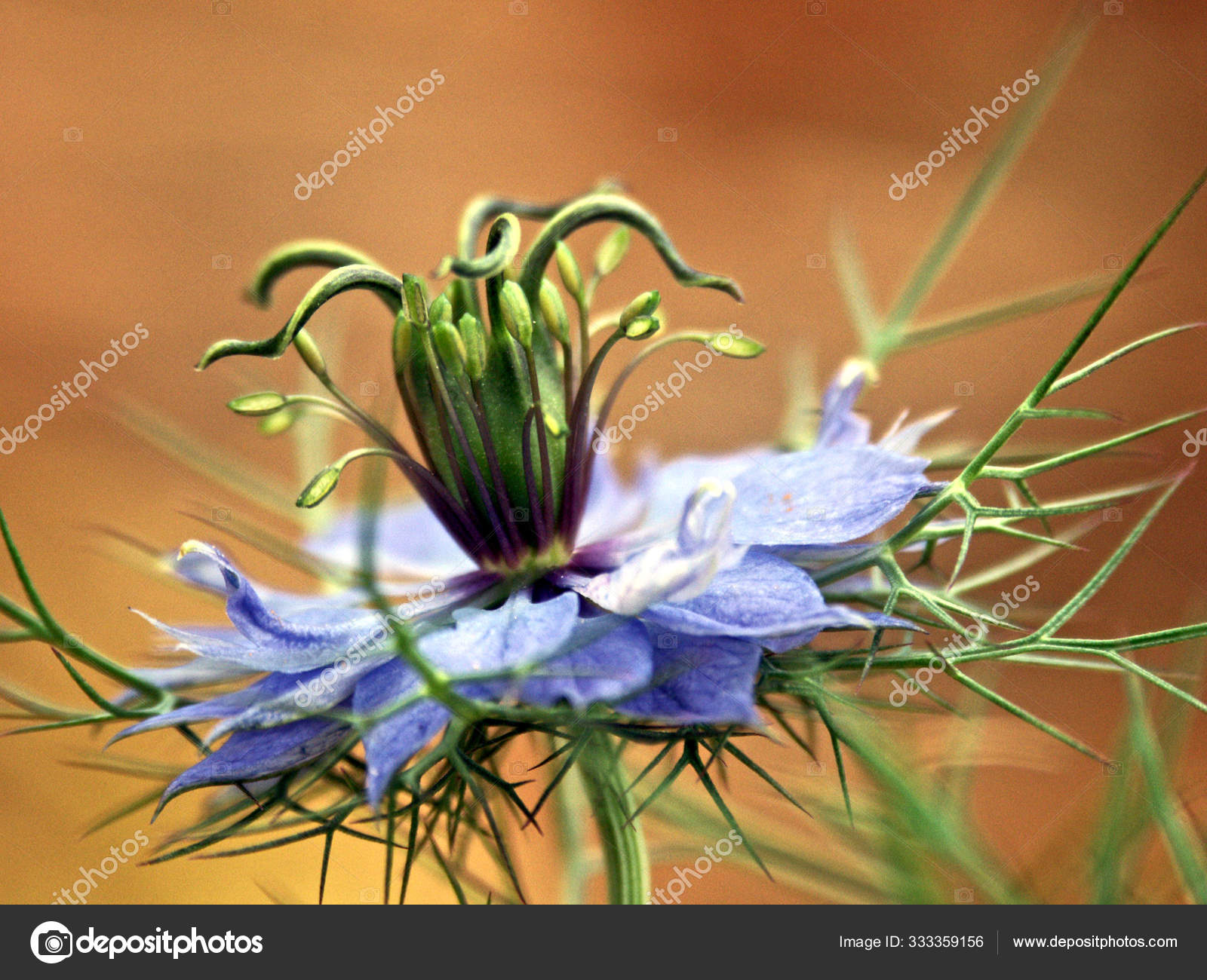 Air Jintan Hitam Stok Foto Air Jintan Hitam Gambar Bebas Royalti Depositphotos