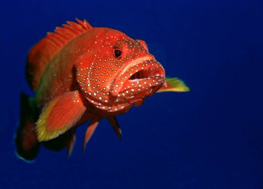 deep red glowing jewel groupers populate the reefs in the red sea in jeddah,saudi arabia. clipart