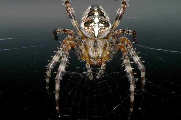 Animal Aranha Inseto Assustador — Fotografia de Stock