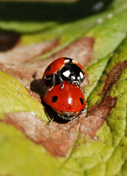 Közelkép Bug Vad Természet — Stock Fotó