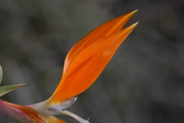 Strelitzia Reginae Flor Planta Tropical — Fotografia de Stock