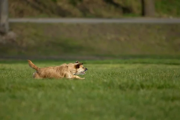 Kleiner Hund Sehr Groß Iii — Stockfoto