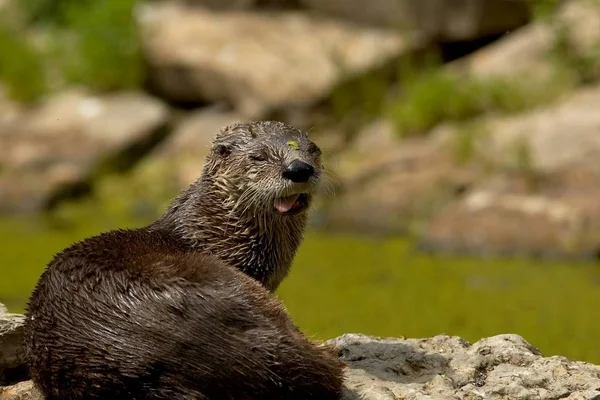 Loutres Animaux Aquatiques Mammifères — Photo