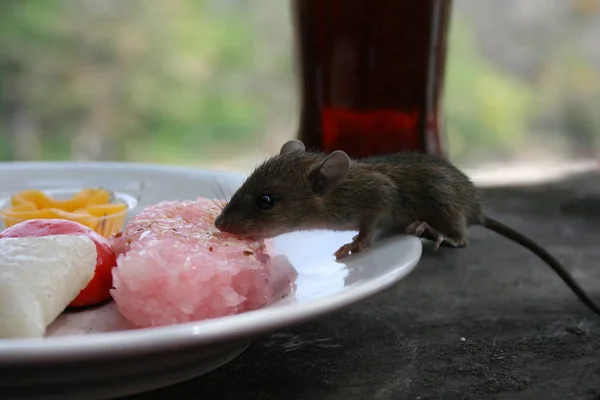 Ratte Der Schüssel — Stockfoto