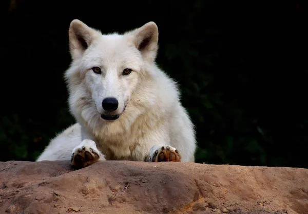 Nach Wikipedia Der Polare Wolf Oder Weiße Wolf Canis Lupus — Stockfoto