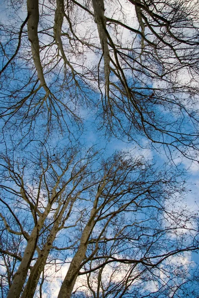 Bella Vista Sul Parco — Foto Stock