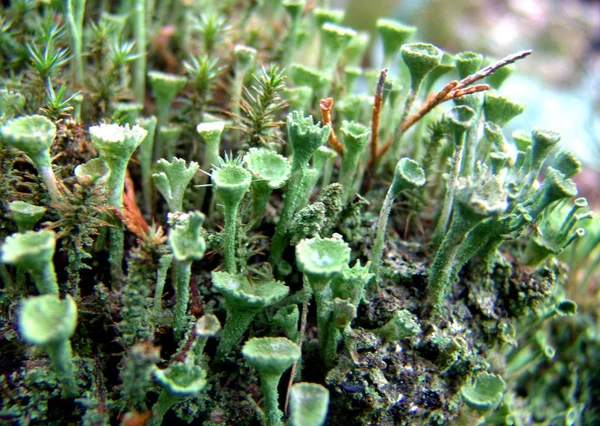 Cogumelos Flora Fungos Botânica — Fotografia de Stock