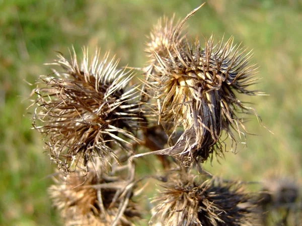 Dziki Kwiat Polny Flora Natura — Zdjęcie stockowe