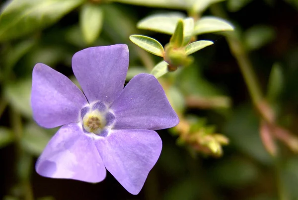 Schöne Blumen Blumiges Konzept Hintergrund — Stockfoto