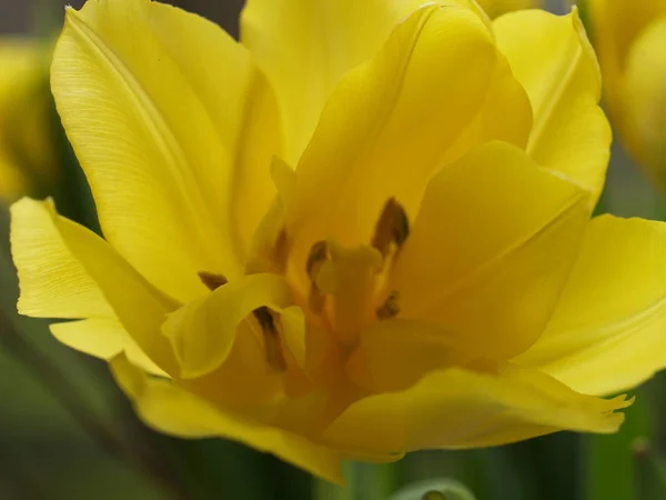 Tulipanes Flores Flora Primavera — Foto de Stock