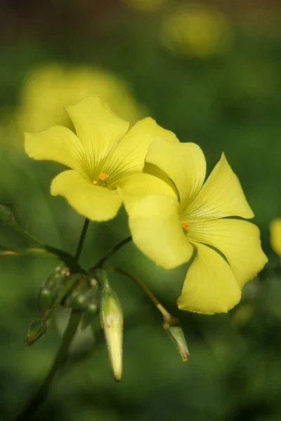 Schöne Blumen Blumiges Konzept Hintergrund — Stockfoto