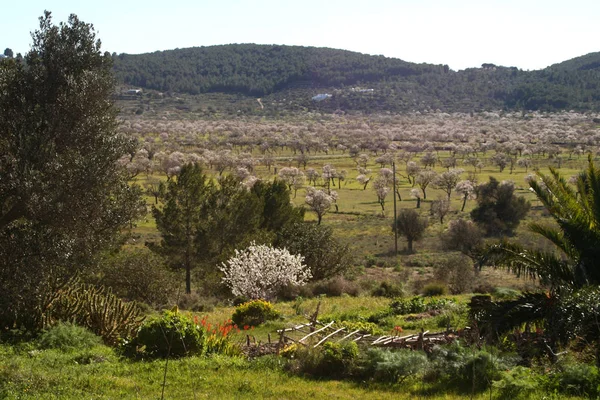 Fruehling Pitiusas — Stock Photo, Image