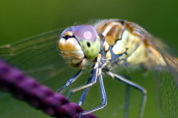 Natura Owad Ważka Mucha Odonata Mucha — Zdjęcie stockowe
