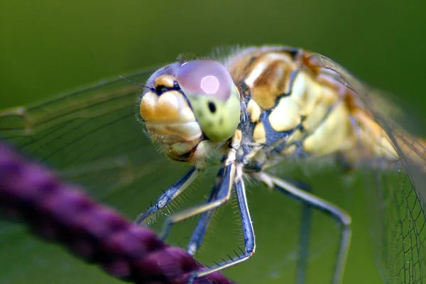 Natureza Inseto Libélula Odonata Voar — Fotografia de Stock