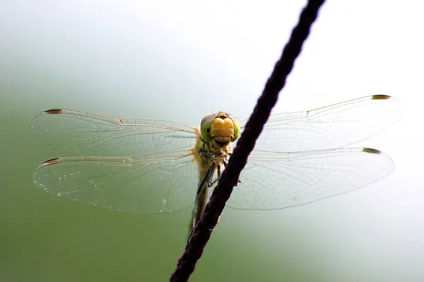 蜻蜓昆虫 植物及动物 — 图库照片