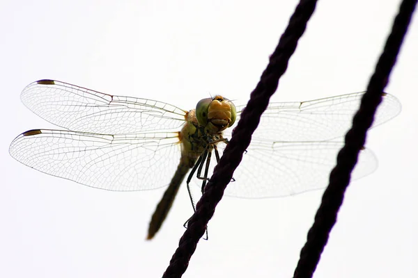 Insecto Naturaleza Mosca Dragonela Odonata — Foto de Stock