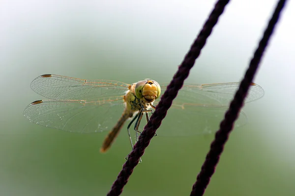 Naturinsekt Libelle Odonata Fly — Stockfoto