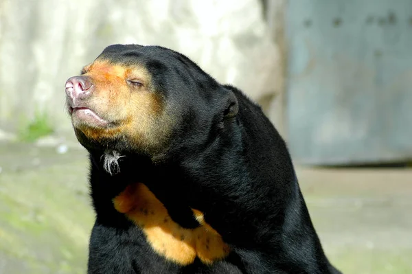 Retrato Jovem Urso Negro — Fotografia de Stock