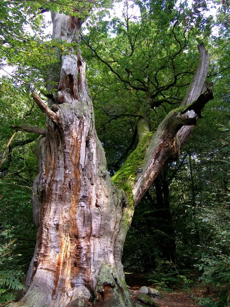 Vacker Utsikt Över Naturen Landskap — Stockfoto