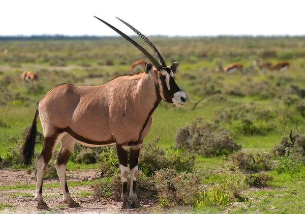 Oryx Antelope Vadon Élő Állat Természet Fauna — Stock Fotó