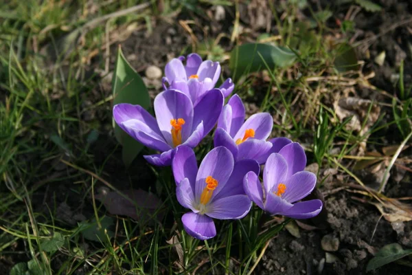 Crocus Flowers Bloom Spring Flora — Stock Photo, Image