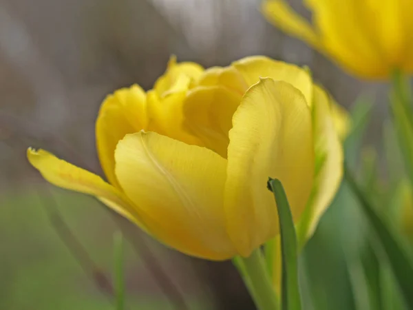 Jarní Tulipány Květiny Flóra — Stock fotografie