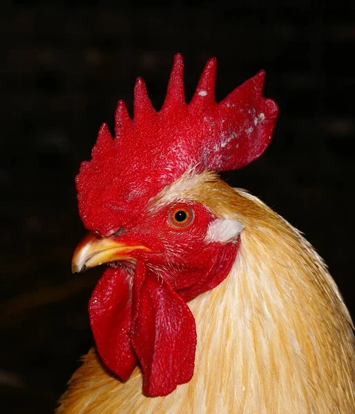 ハーバート2番目のハーン 鶏が殺されることも処分されることもない 鶏の言葉をちゃんとマスターしただけで楽しいですよ 私が自然界のLeを把握していないのは — ストック写真