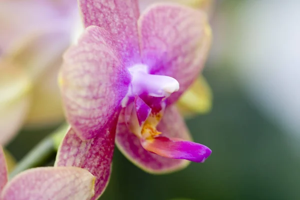 Gyönyörű Orchidea Virág Növény Flóra Szirmok — Stock Fotó