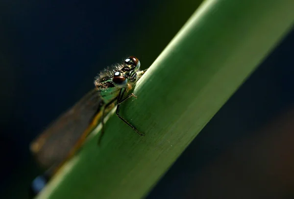 Insekten Der Libelle Natur Und Entomologie — Stockfoto