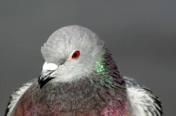 비둘기의 아름다운 — 스톡 사진