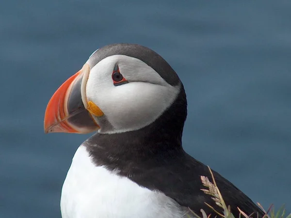 Vue Rapprochée Perroquet Sous Eau — Photo