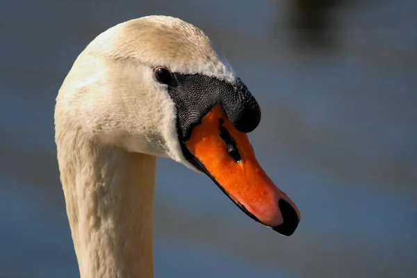 Cygnus Olor Solljus — Stockfoto