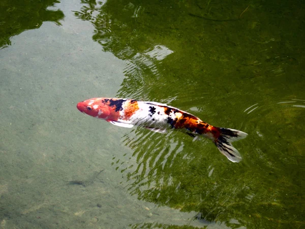 Koi Ryby Jezírku — Stock fotografie