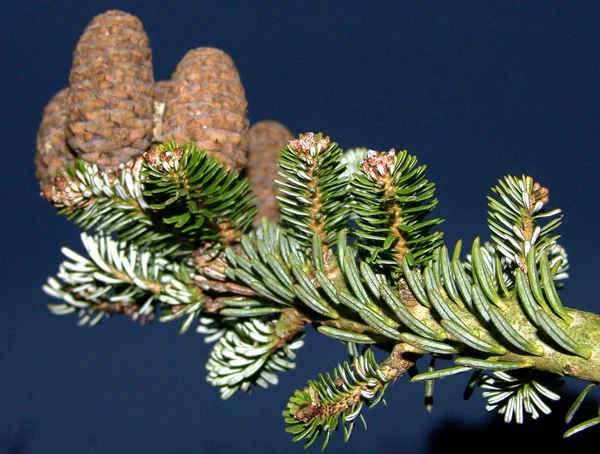 Cones Fir Abies Coreano — Fotografia de Stock